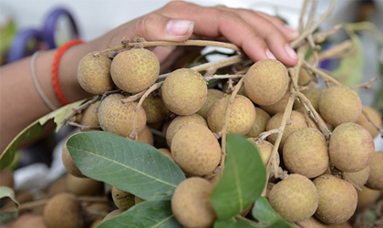 Cambodian longan: Negotiations on exporting to China are in the final stage, the government calls on enterprises to register as soon as possible