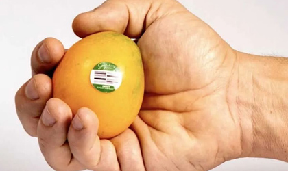Colombian Mini Mango Sweet Sugar Mangos Available Worldwide